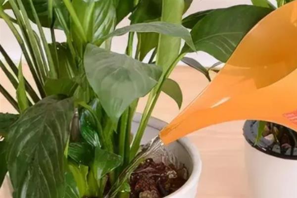 鹤望兰怎么养殖，秋冬季节要提供全日照