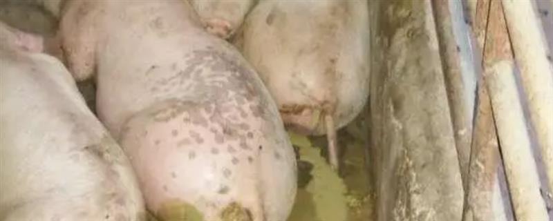 白头翁散治猪拉稀效果怎么样，效果较为良好