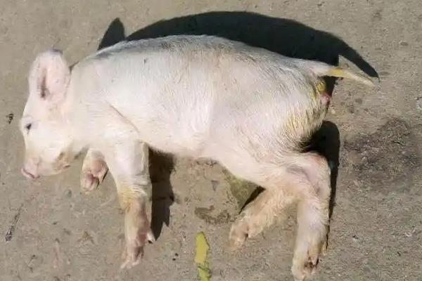 白头翁散治猪拉稀效果怎么样，效果较为良好