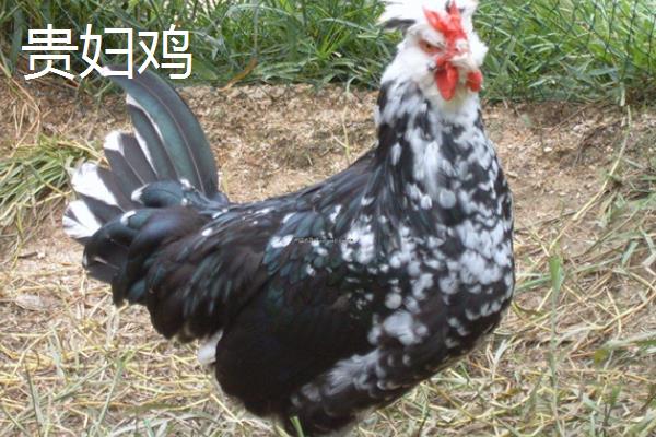 鸡有哪些品种，常见的有贵妇鸡、杏花鸡等