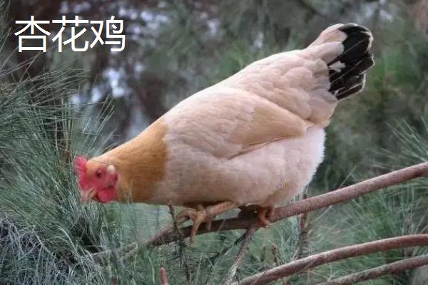鸡有哪些品种，常见的有贵妇鸡、杏花鸡等