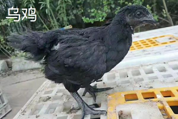鸡有哪些品种，常见的有贵妇鸡、杏花鸡等