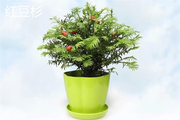 不怕冻不用打理的绿植有哪些，有风信子、郁金香、红豆杉等