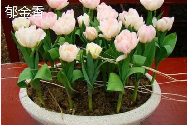 不怕冻不用打理的绿植有哪些，有风信子、郁金香、红豆杉等