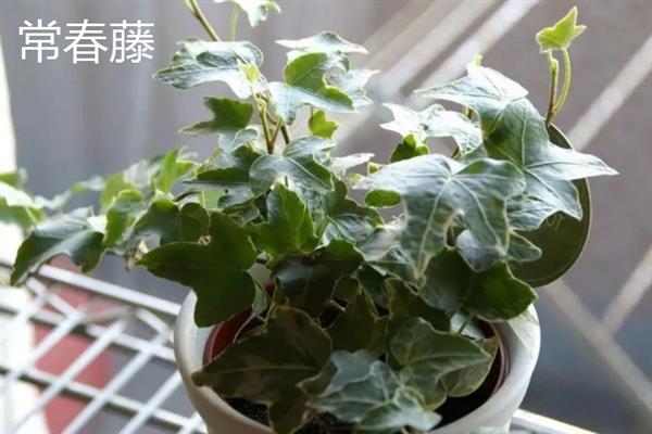 不怕冻不用打理的绿植有哪些，有风信子、郁金香、红豆杉等