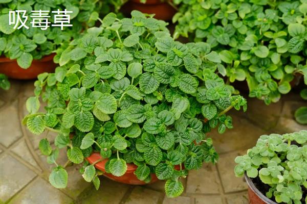 不怕冻不用打理的绿植有哪些，有风信子、郁金香、红豆杉等