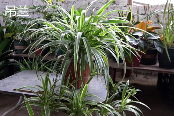 不怕冻不用打理的绿植有哪些，有风信子、郁金香、红豆杉等