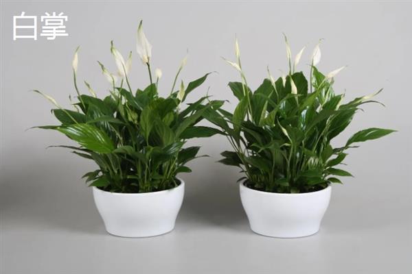 不怕冻不用打理的绿植有哪些，有风信子、郁金香、红豆杉等