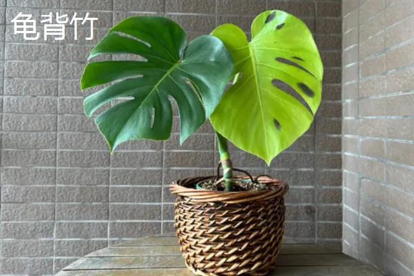 不怕冻不用打理的绿植有哪些，有风信子、郁金香、红豆杉等