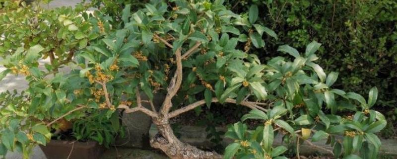 养殖桂花树的方法，春秋季节每隔3-4天浇一次水