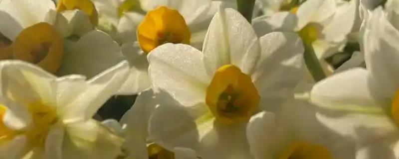 水仙花开过后如何处理，需及时修剪