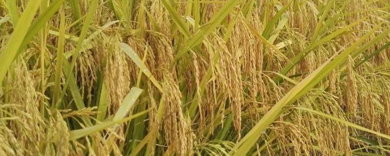 又美优8号水稻品种简介，全生育期137.8天