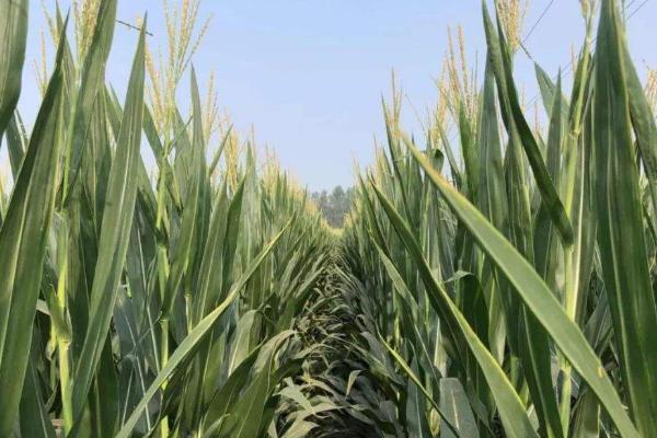 龙农玉520玉米种子特点，亩植密度为3500株