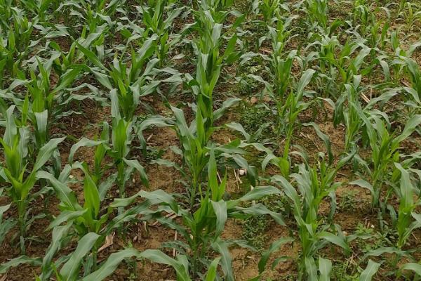 先玉698玉米种子简介，苗期防治地老虎等地下害虫