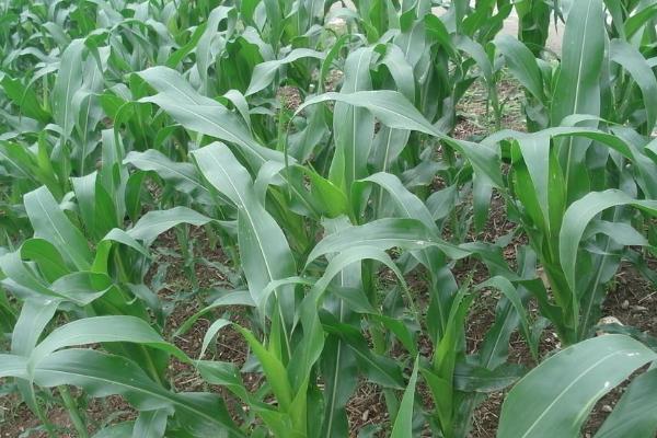 陆白单2号玉米种子简介，亩种植密度3000株左右