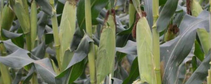 甘农玉99玉米种子特点，中抗腐霉茎腐病