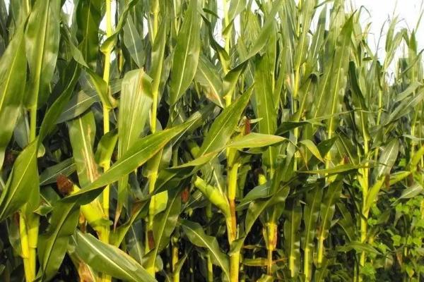 陆白单2号玉米种子简介，亩种植密度3000株左右