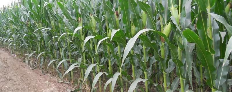 BN71玉米种子特征特性，四月中旬播种