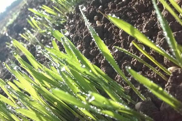 定丰21号小麦品种简介，适宜播种期3月中旬