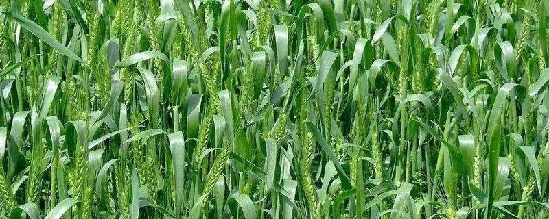 中原国科15号小麦种子介绍，每亩适宜基本苗18万—25万