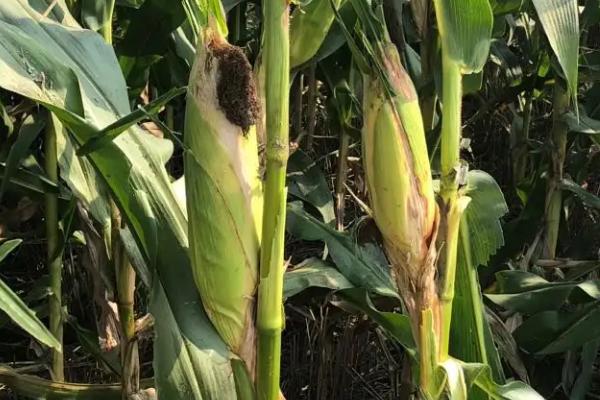 圣农1605玉米种子介绍，适宜播期为6月5日～20日