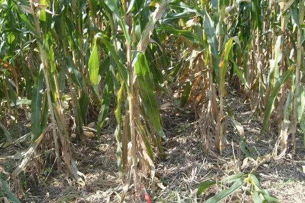 春风968玉米种子特点,播种时亩施控释肥40千克