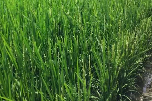 美香两优香丝水稻种子简介，一般6月上旬—6月中旬播种