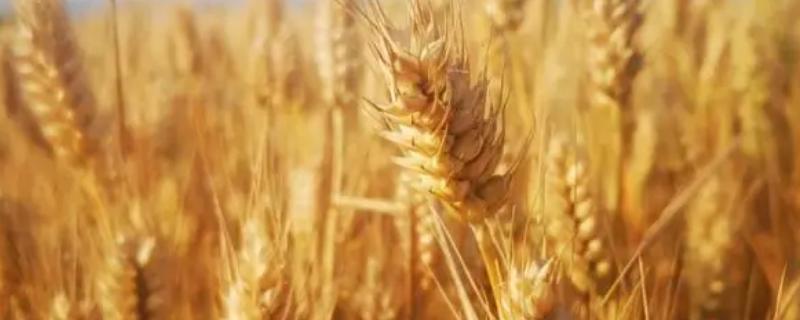 青农126小麦种子特征特性，适宜播期10月10～20日