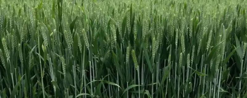 鲁北168小麦品种的特性，每亩基本苗14～16万