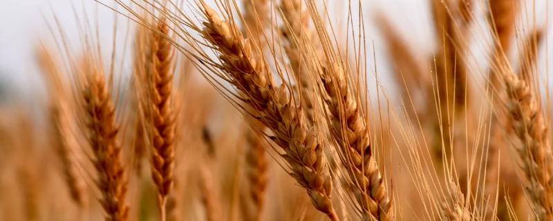 金来36小麦种子特点，适宜播期10月1～15日