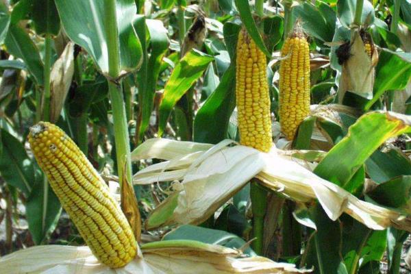 利合727玉米种子特征特性，种植密度每亩5000株