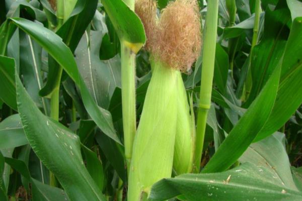 利合727玉米种子特征特性，种植密度每亩5000株