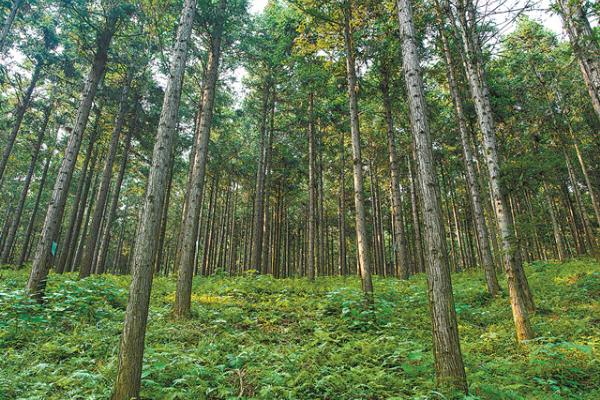 农村种植200亩杉木的成本，投资成本大概是18万元左右