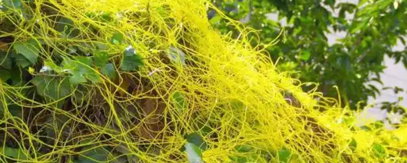 什么农药能杀死菟丝子，有草甘膦、敌草腈等