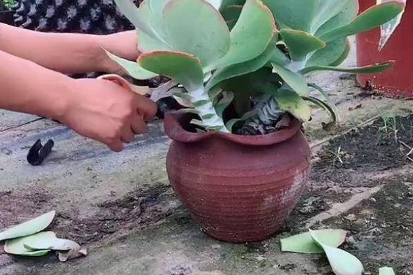 唐印冬天如何养护，每隔25-30天浇一次