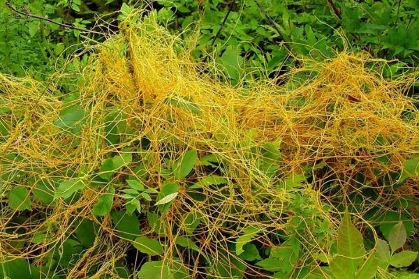 什么农药能杀死菟丝子，有草甘膦、敌草腈等