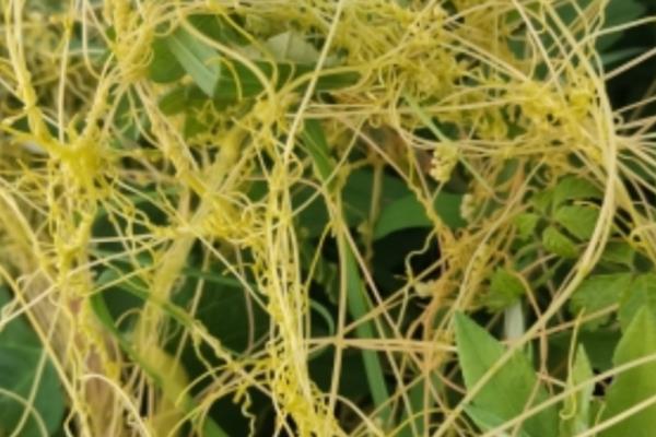 什么农药能杀死菟丝子，有草甘膦、敌草腈等