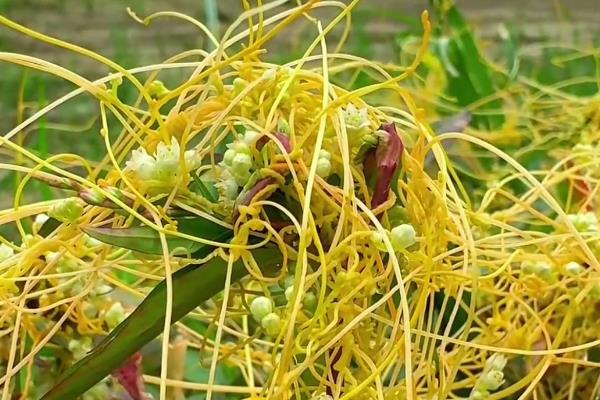 什么农药能杀死菟丝子，有草甘膦、敌草腈等