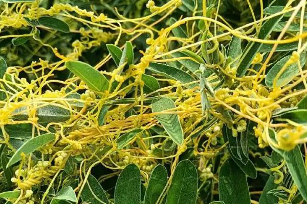 什么农药能杀死菟丝子，有草甘膦、敌草腈等