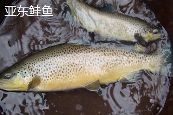 西藏日喀则市有什么特产，亚东木耳具有很高的知名度