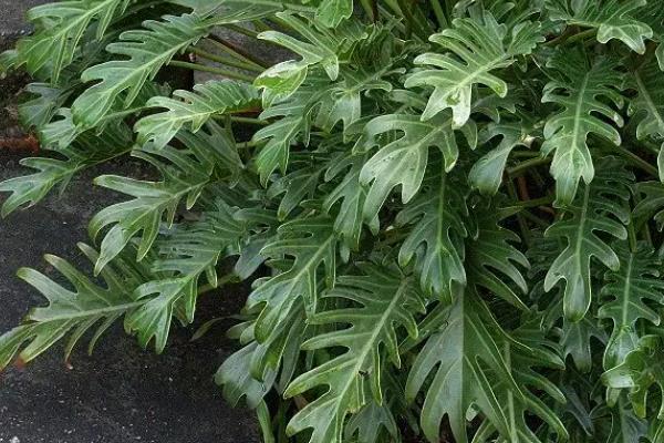 怎么养殖小天使植物，适宜温度为18-30度