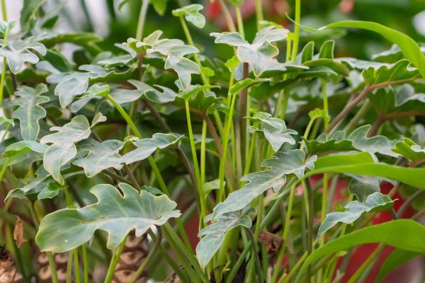 怎么养殖小天使植物，适宜温度为18-30度