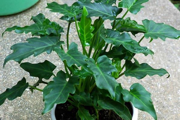 怎么养殖小天使植物，适宜温度为18-30度