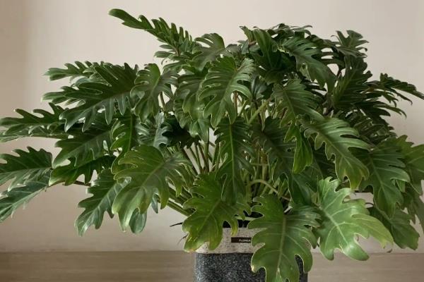 怎么养殖小天使植物，适宜温度为18-30度