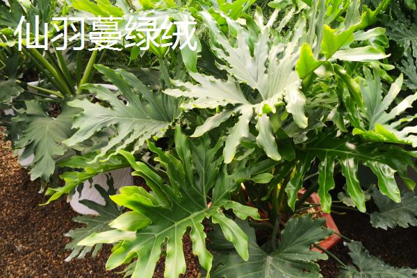 怎么养殖小天使植物，适宜温度为18-30度