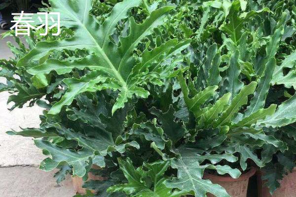 怎么养殖小天使植物，适宜温度为18-30度