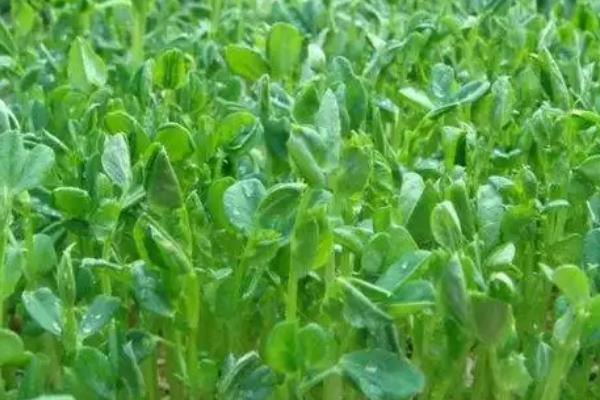 豌豆苗怎样种，种植前需施加足量的底肥