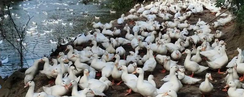 给鸭子喂盐的作用，出栏前喂盐可以增重