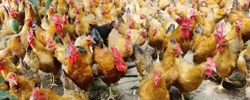 孵小鸡踩水持续时间，每次持续1-2分钟左右