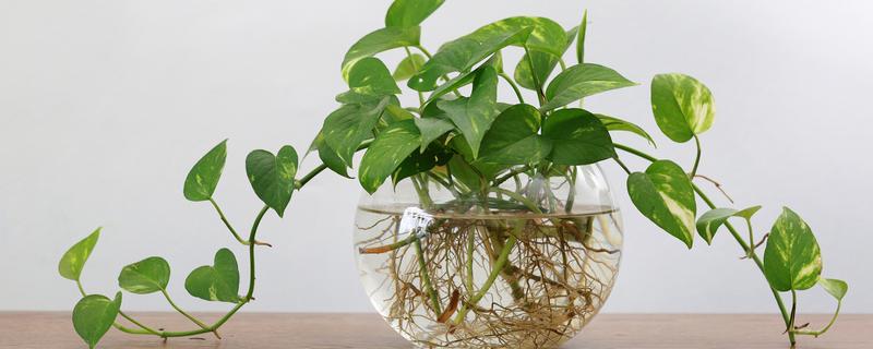 绿萝的剪枝栽培方法，生根前每隔2-3天换一次水